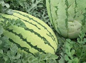 花样吃瓜视频,解锁夏日美食新姿势