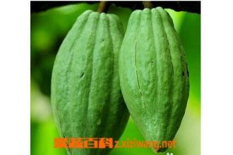 乳瓜可以吃吗?,美味可口的健康食材，你了解多少？