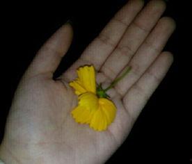 大瓜吃瓜素材视频,一场视觉盛宴的狂欢