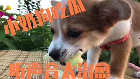小瓜怎么给狗吃,科学喂养，让爱犬健康快乐成长
