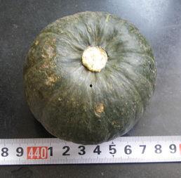 吃瓜的种子能吃吗,揭秘能否食用的秘密