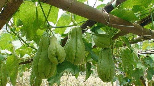 吃完佛手瓜可以吃提子吗,同餐共食的搭配建议