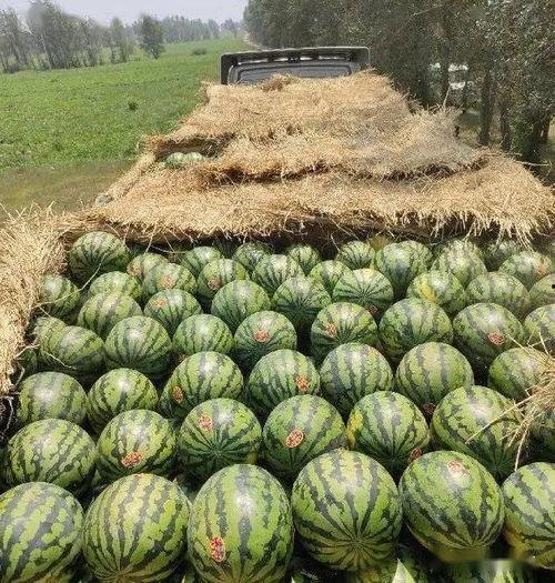 这瓜吃的2021,瓜界风云录