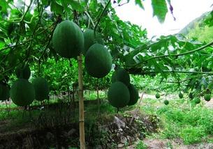 吃吊瓜的利弊,美味与健康的双刃剑