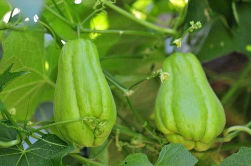 有人吃佛手瓜过敏吗,了解食用风险