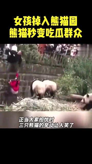 panda吃瓜群众,揭秘动物界的“八卦”达人
