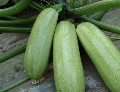 月子小瓜可以吃吗