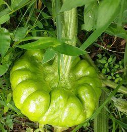 大理吃姜柄瓜,姜柄瓜的独特风味体验