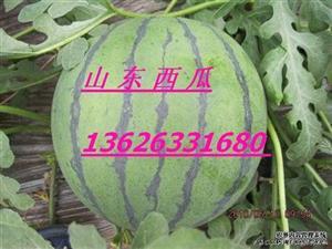 莒县某地越野吃瓜,吃瓜群众共享欢乐时光  第2张