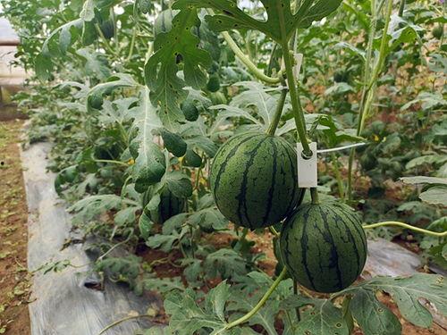 吃瓜网今日吃瓜必吃51,今日必吃51，带你领略娱乐圈最新热点  第3张