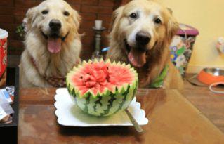 狗狗可以吃清瓜,清瓜的妙用与营养  第2张