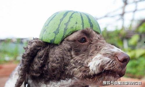 狗狗可以吃清瓜,清瓜的妙用与营养  第3张