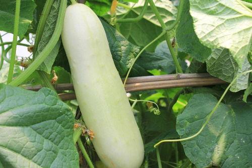 白色的水果瓜怎么吃  第2张