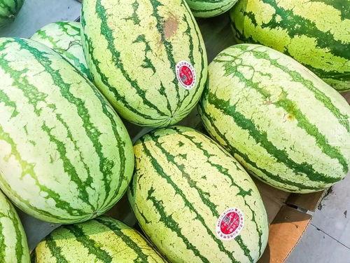 什么瓜能做瓜丝吃  第3张