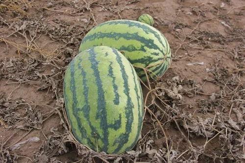 小巴巴吃瓜版,揭秘娱乐圈幕后故事