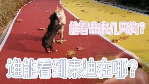 边牧吃边瓜,和谐共生的奇妙食趣  第2张