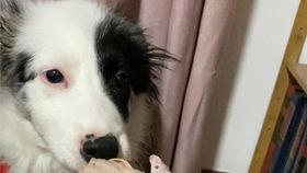 边牧吃边瓜,和谐共生的奇妙食趣  第3张