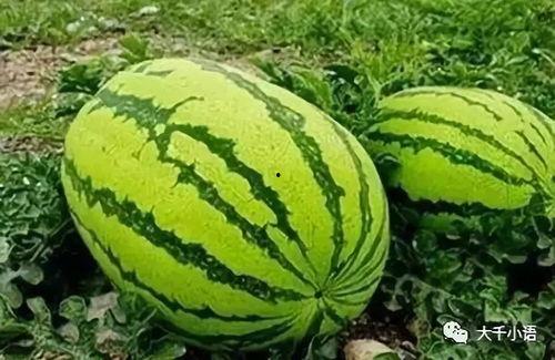 吃瓜爆料每日大瓜讲述,吃瓜爆料每日大瓜精彩回顾  第3张