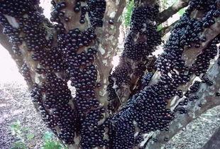 吃瓜拉纳果,热带水果中的能量宝藏