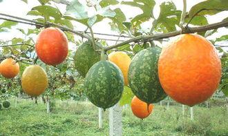 吃吊瓜会胖吗  第2张