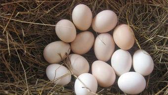 怀孕可以吃珍珠瓜,珍珠瓜助力母婴健康  第2张