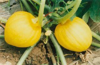 法拉栗瓜怎么吃,探索美味新境界