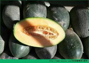 移植胚胎吃哈密瓜,孕育生命的奇妙之旅  第2张