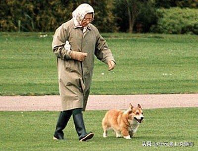 主人和狗子吃瓜,主人和狗子共享夏日吃瓜时光