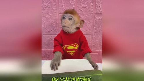 猪吃瓜的搞笑,猪吃瓜的欢乐日常  第2张