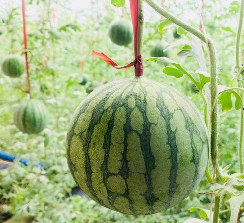 关瓜怎么吃,解锁美味新境界  第3张