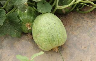 吃瓜会什么死,吃瓜也能致命，警惕这些“瓜果危机”