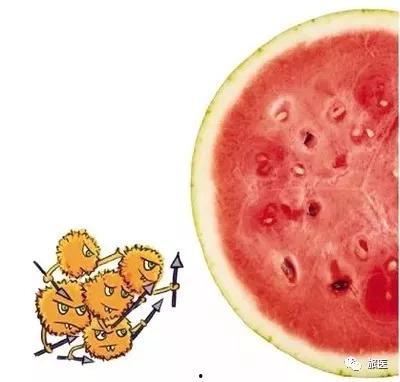 吃瓜会什么死,吃瓜也能致命，警惕这些“瓜果危机”  第2张