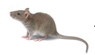 怎么保护瓜不让老鼠吃,守护丰收的秘密武器  第3张