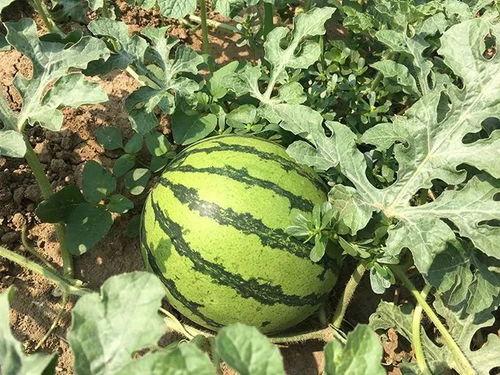 吃瓜所215期  第3张