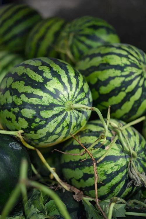 爱跳舞的吃瓜,揭秘爱跳舞的吃瓜一族  第2张